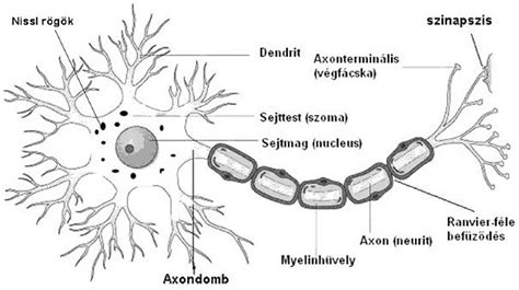 Idegsejt axon és szinapszis