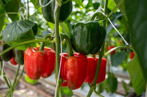 panorámafotó kaliforniai szépségversenyről