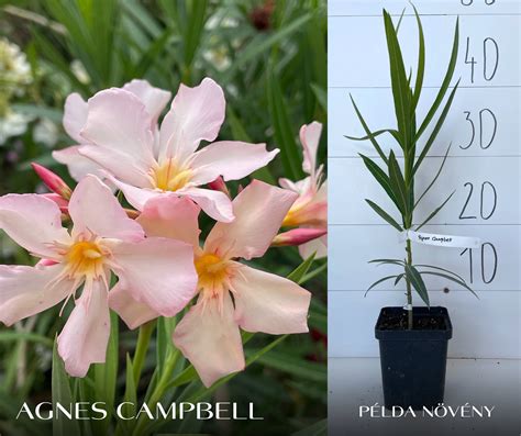 Példa 3D könyvborító makettre