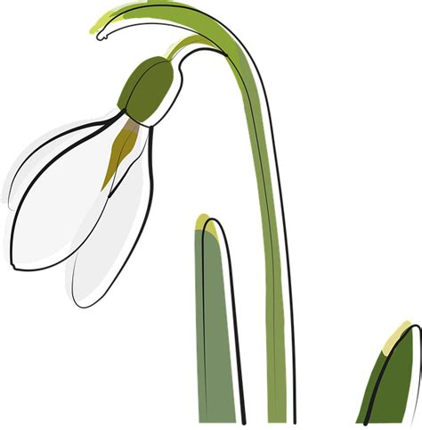 Illusztráció a hóvirág szirmainak és erezetének elrendezéséről