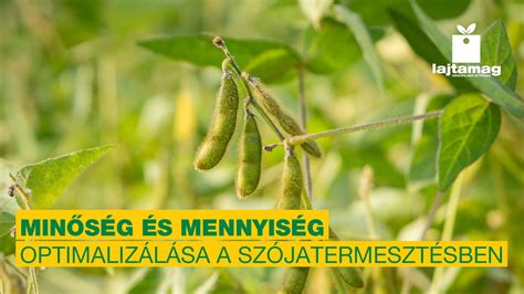 Felbontás és minőség kapcsolata