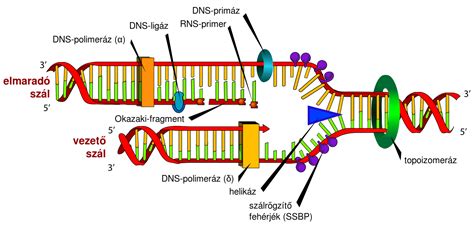 Grafikon, amely a DNS feloldási folyamatot szemlélteti