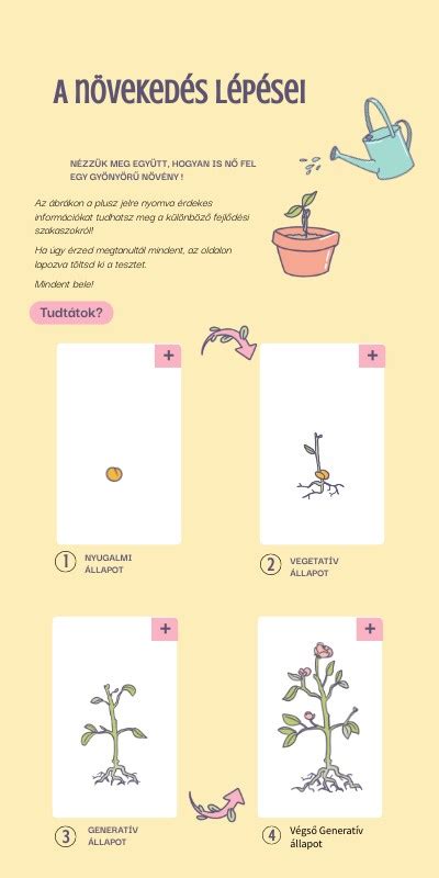 Illusztráció a levélminta készítésének folyamatáról