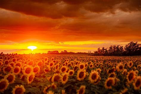 Naplemente kompozíció