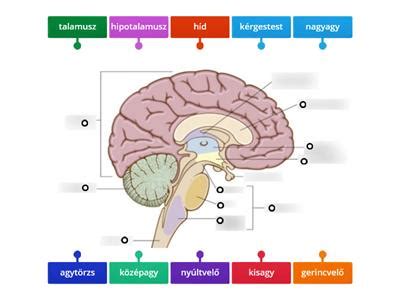 Az emberi agy vizuális feldolgozása