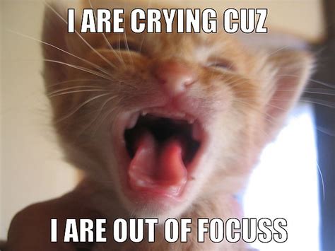 Lolcat meme