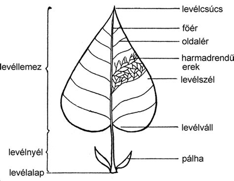 Illusztráció levél és szár rajzolásáról Illustratorban