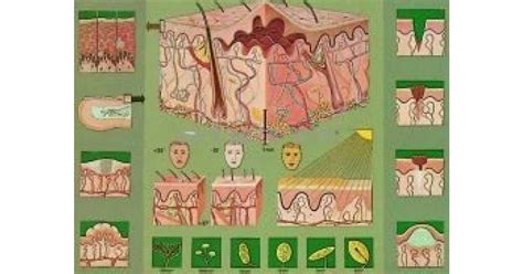 A bőr olajtermelésének illusztrációja