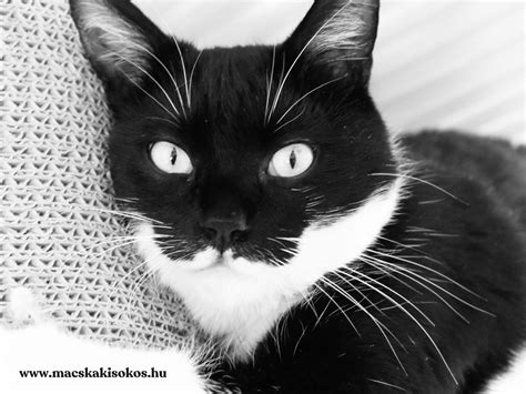 Rétegmaszk használata fekete-fehér ecsettel