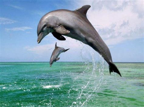 Delfin ugrál ki az óceánból