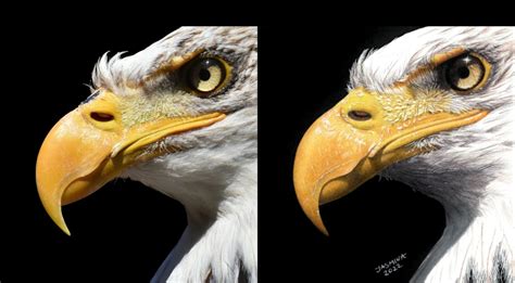 Színválasztó eszköz a Photoshopban