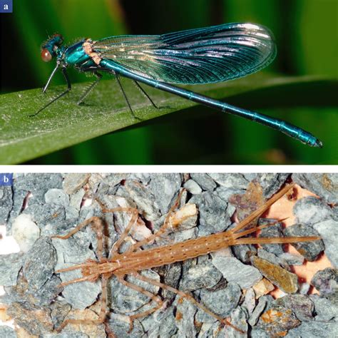 Sávos szitakötő (Calopteryx splendens) hím és nőstény példányai