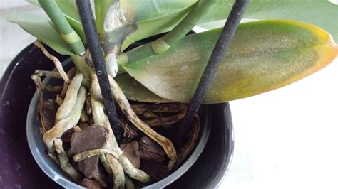 InDesign árvasorok és fattyúsorok megelőzése