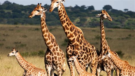 Bábpontok elhelyezése a zsiráf képen