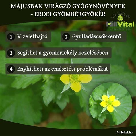 Erdei rétből tóvá alakítás Photoshopban