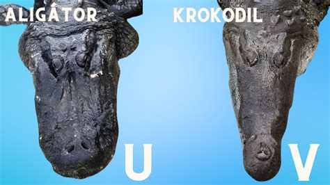 Különbségek artistic és paragraph text között