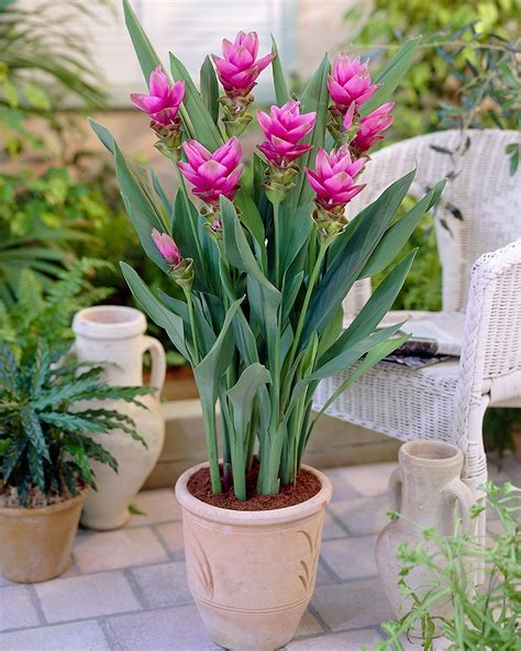 Curcuma virág gondozása