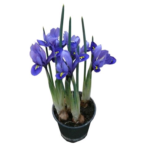 Írisz elmosódás effektus