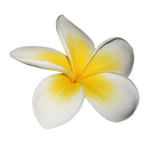 PNG kép átlátszó háttérrel