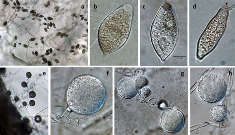 Phytophthora ramorum telepek